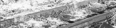 Kupodivu ani dvanáct let po ukončení provozu nevykazuje heřmanická větev železničky katastrofální stav kolejí, který byl údajnou příčinou zastavení provozu | 17.12.1988