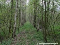 Vzrostlé stromy přesně ohraničují těleso Heřmaničky a nedovolují nám sejít z cesty | 23.4.2009