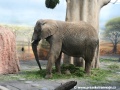 Slon, slonice a slůňata | 22.7.2008